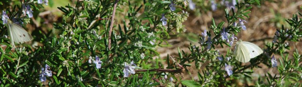 Cawthrays in Caupenne d'Armagnac