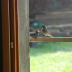 More baby redstarts