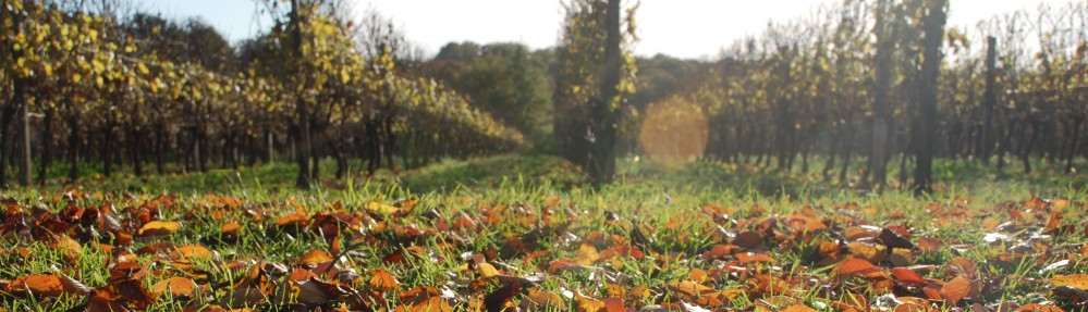 Cawthrays in Caupenne d'Armagnac